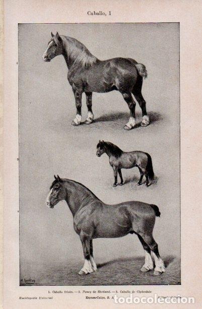 Cartoline: LAMINA V16643: Caballo frison, poney de Shetland y caballo de Clydesdale - Varios