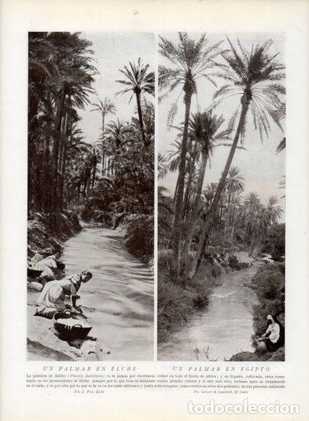 Postais: LAMINA V13839: Palmar en Elche y Palmar en Egipto - Varios