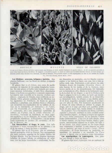 Cartoline: LAMINA V13829: Brusco, Muguete y Sello de Salomon - Varios