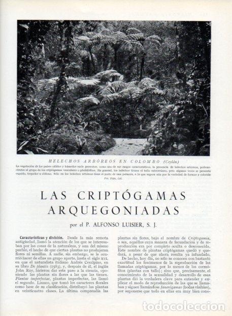 Postkarten: LAMINA V13615: Helechos arboreos en Colombo, Ceylan - Varios