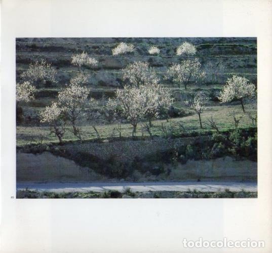 Postais: LAMINA V19603: Arboles en Ibiza - Melba Levick