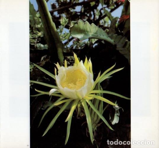 Postkarten: LAMINA V19604: Flor en Ibiza - Melba Levick