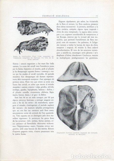 Postales: LAMINA V15096: Clypeaster ibericus Lambert del tortonia de Montjuic - Varios