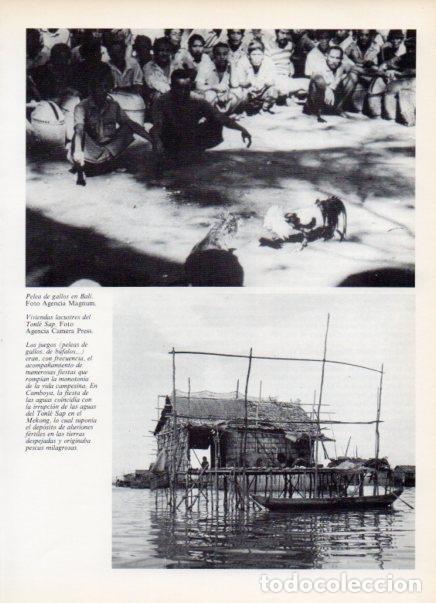 Postcards: LAMINA V14980: Pelea de gallos en Bali - Varios