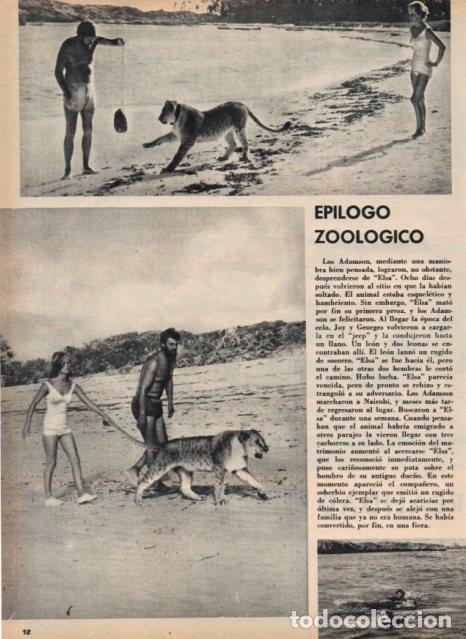 Cartoline: LAMINA V16986: Los Adamson con la leona Elsa - VVAA