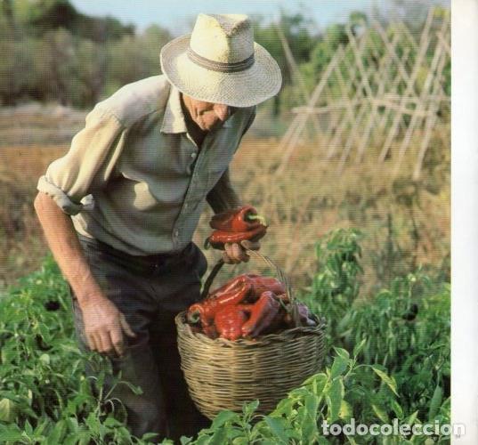 Postales: LAMINA V19595: Campesino en Ibiza - Melba Levick