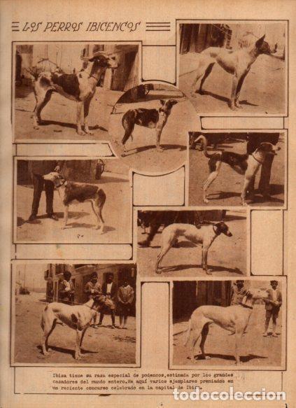 Postais: LAMINA V24440: Podencos de Ibiza - Varios