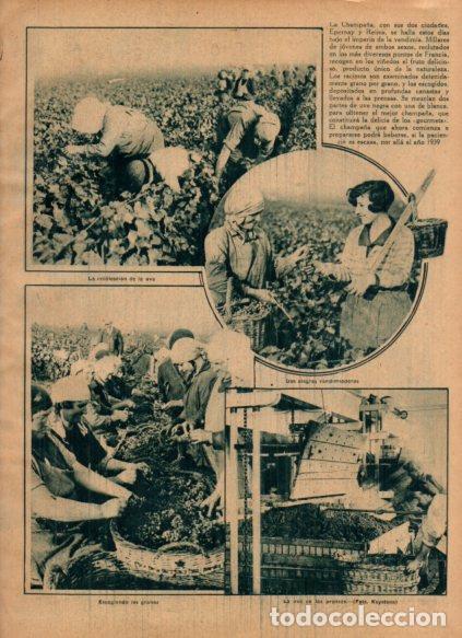 Postais: LAMINA V24568: Recoleccion de uva en Epernay y Reims - Varios