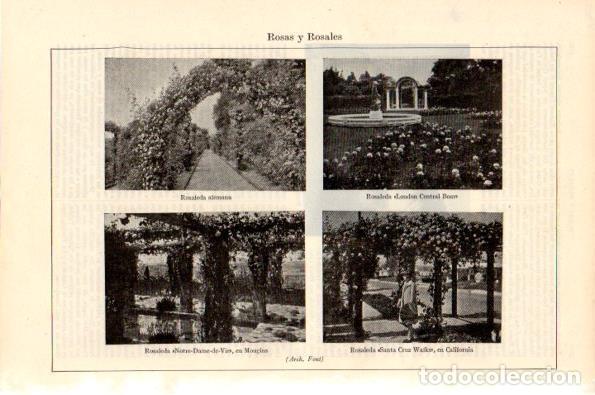 Postkarten: LAMINA V29003: Rosaleda en Alemania Londres Mougins y California - Varios