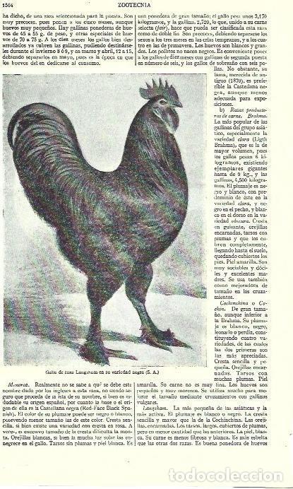Postcards: LAMINA ESPASA 39373: Gallo de raza Langsbam - Varios