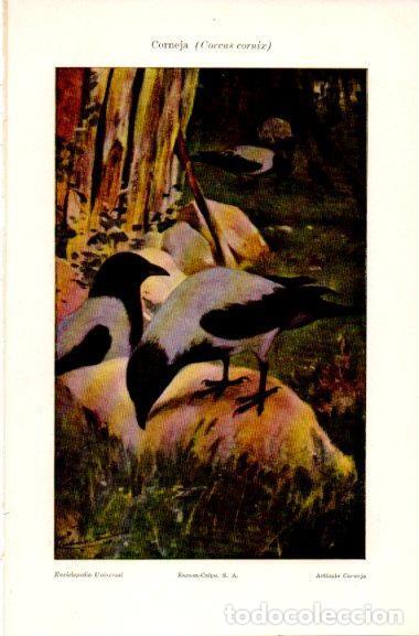 Postales: LAMINA V31160: Corneja o Corvus cornix - Varios