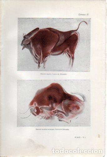 Postales: LAMINA V36958: Bisonte macho y hembra en Cueva de Altamira - Antonio Ballesteros y Beretta