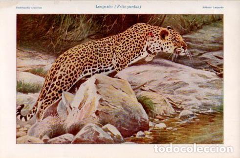Postkarten: LAMINA V37869: Leopardo o Felis pardus - Varios
