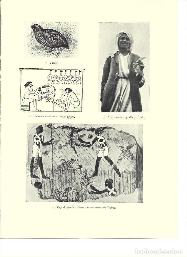 Postales: LAMINA 36320: Escenas de caza del antiguo Egipto - VVAA