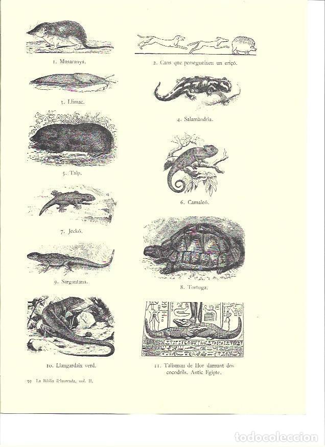 Postales: LAMINA 36145: Reptiles impuros de la Biblia - VVAA