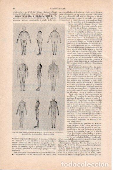 Postkarten: LAMINA V29692: Los tres tipos constitucionales de Sheldon - Varios