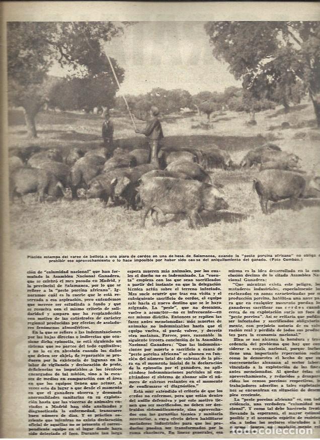 Postales: LAMINA 36628: Piara de cerdos en Salamanca - VVAA