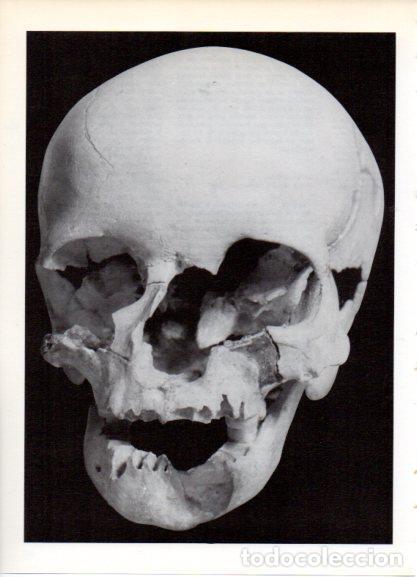 Postkarten: LAMINA V32170: Craneo de Cro-Magnon, Cueva del Parpallo en Valencia - Varios