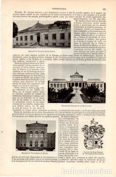 Postkarten: LAMINA V32372: Escuela de Veterinaria de Lisboa, Montevideo y Berlin - Varios