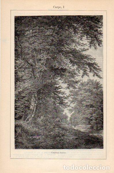 Postales: LAMINA V35294: Carpe o carpinus betulus - Varios