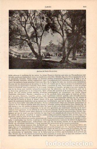 Postcards: LAMINA V37394: Jardines del Prado en Montevideo - Varios