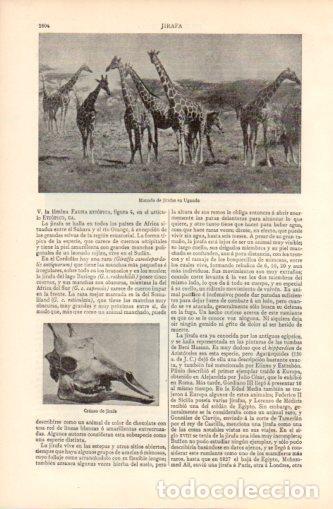 Postkarten: LAMINA V37452: Manada de jirafas en Uganda - Varios