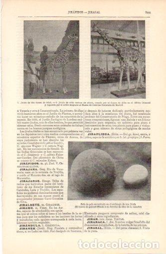 Cartoline: LAMINA V37453: Jirafa del Museo de Ciencias Naturales de Madrid - Varios