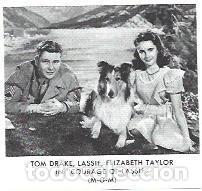 Cartoline: LAMINA 39949: Elisabeth Taylor en Courage of Lassie - NULL