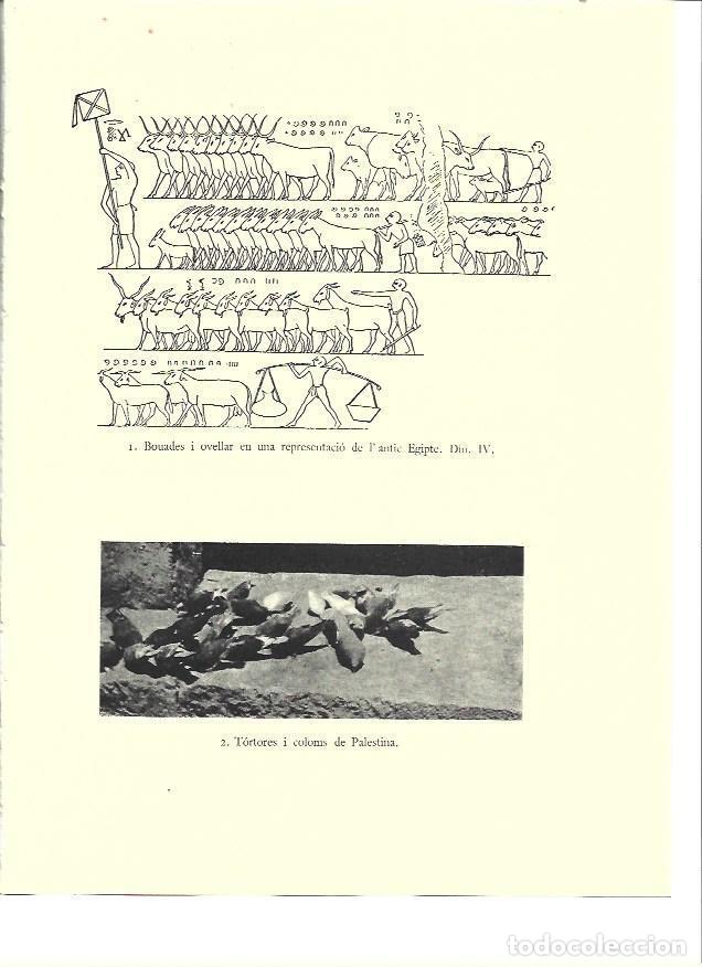 Postales: LAMINA 36128: Reba&ntilde;os del Antiguo Egipto - VVAA