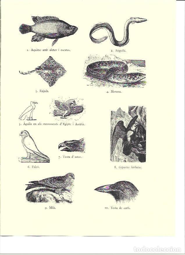 Postales: LAMINA 36142: Peces y aves del antiguo Egipto - VVAA