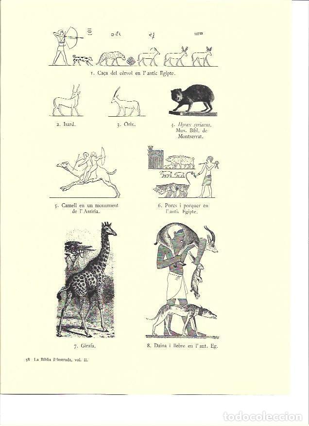 Postales: LAMINA 36141: Animales del antiguo Egipto - VVAA
