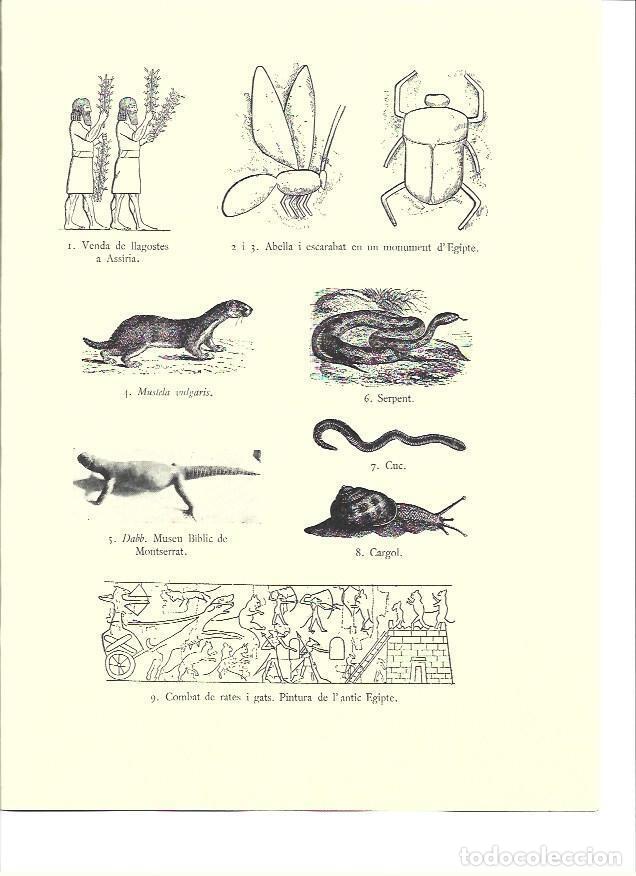 Postales: LAMINA 36144: Insectos y roedores de la Biblia - VVAA