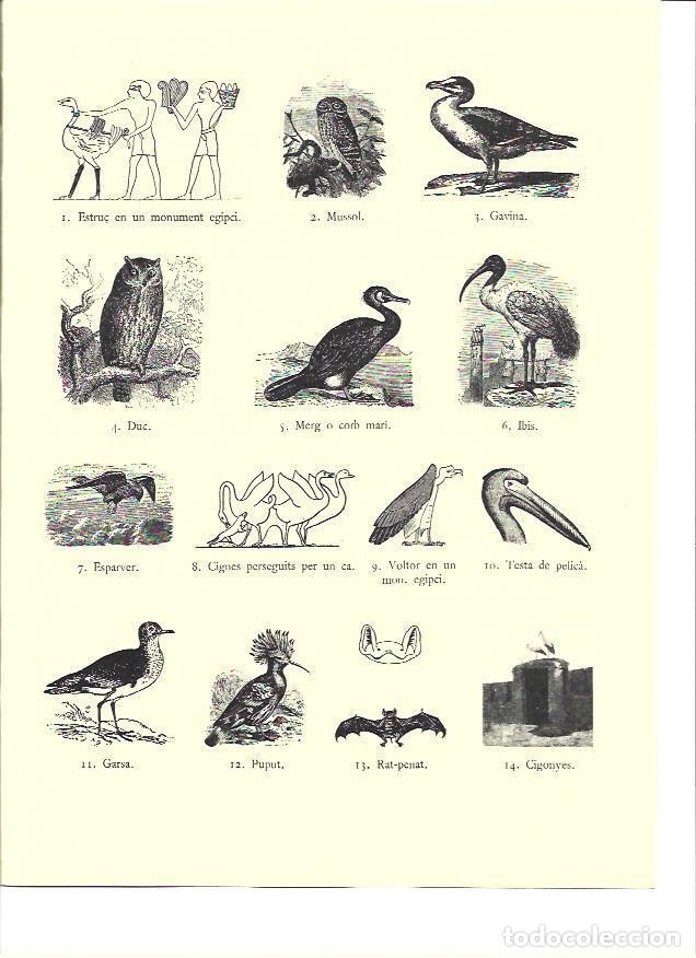 Postales: LAMINA 36143: Aves impuras de la Biblia - VVAA