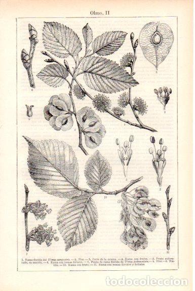 Cartoline: LAMINA V51833: Rama, fruto y flor del olmo - Varios.