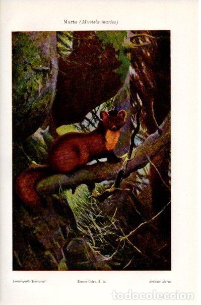 Postais: LAMINA V41503: Marta o Mustela martes - Varios
