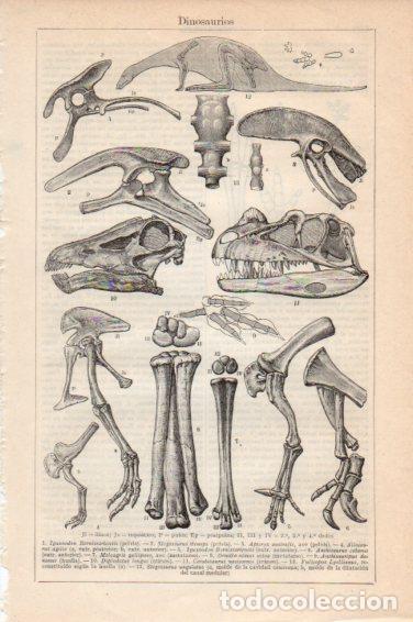 Postales: LAMINA V44962: Dinosaurios - Varios