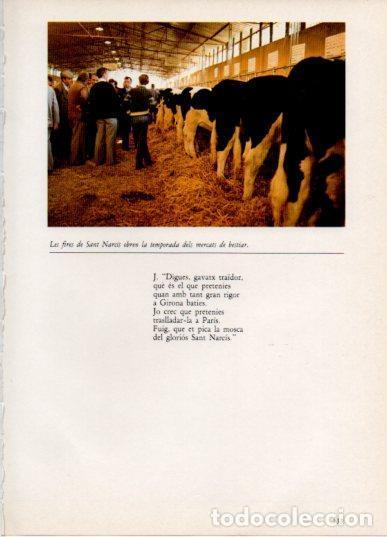 Postkarten: LAMINA V45826: Mercat de bestiar a la fira de Sant Narcis - Aureli Capmany