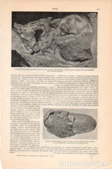 Postales: LAMINA V45919: Craneo de dinosaurio del desierto de Gobi - Varios