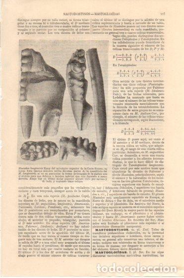 Postais: LAMINA V46067: Mastodon longirostris Kaup miocenico superior, Lyon - Varios