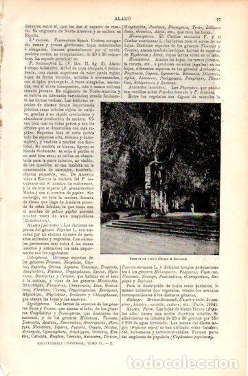 Postkarten: LAMINA V47509: Paseo de los Alamos, Barcelona - Varios