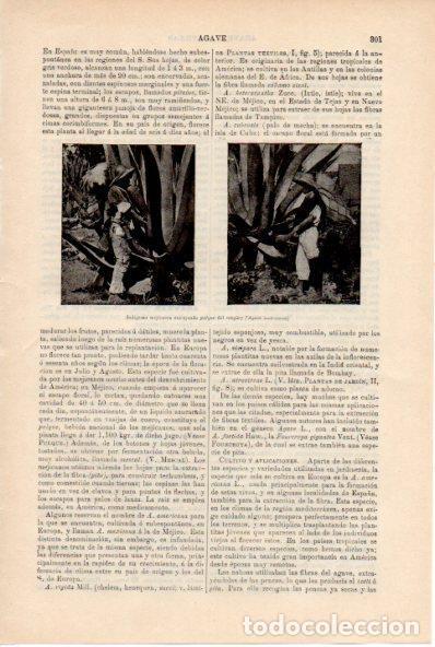 Postkarten: LAMINA ESPASA V52180: Indigenas de Mejico extrayendo pulpa del maguey - Varios