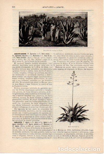 Postais: LAMINA ESPASA V52181: Plantacion de maguey en Mejico - Varios