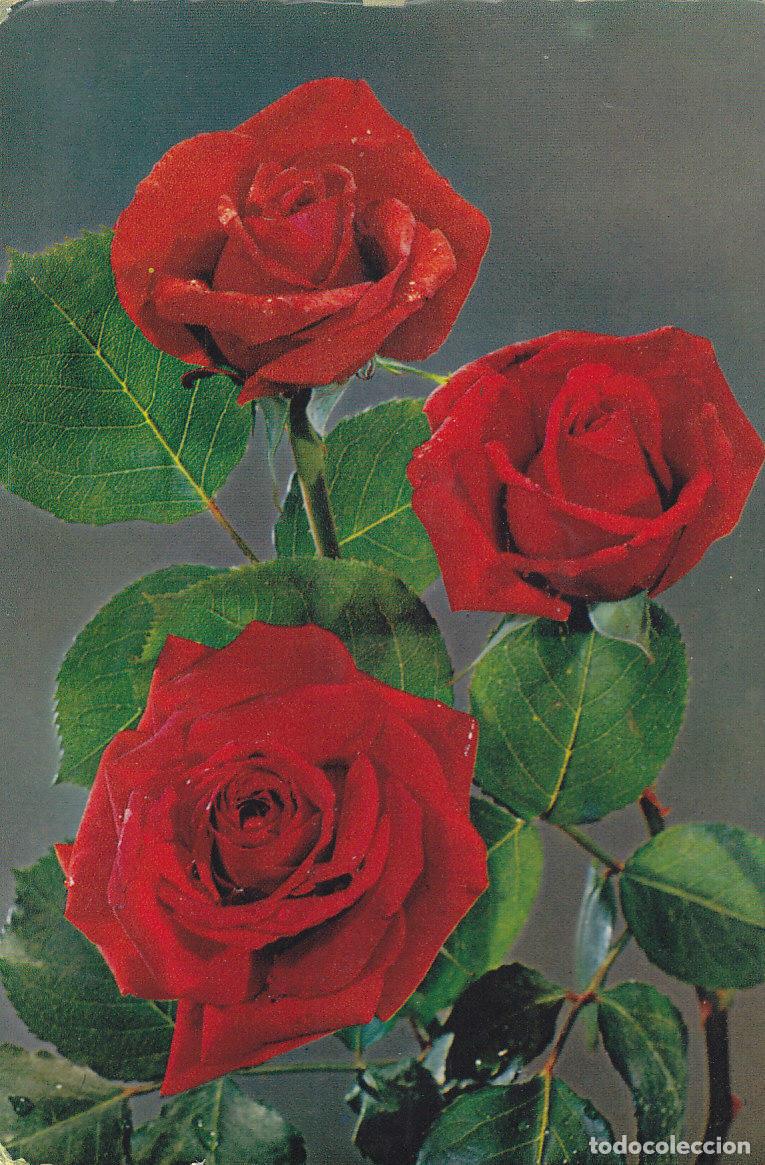 Postales: Postal 61357 : Rosas - Varios - Foto 1