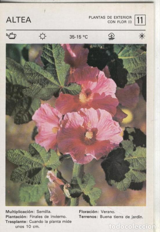Postkarten: Postal-Ficha Jardineria plantas de exterior numero 11: Altea - Varios