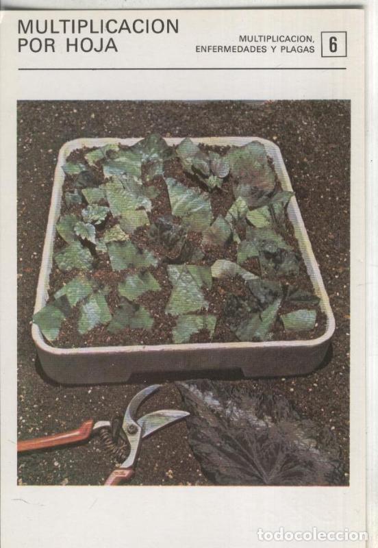 Cartes Postales: Postal-Ficha Jardineria numero 06: Multiplicacion por hoja - Varios