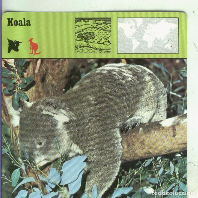 Cartes Postales: Postal: Ficha Sape Coleccionable: Koala - Varios
