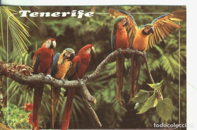 Postales: Postal: Tenerife: Loros - Varios