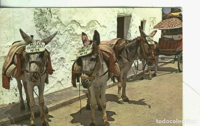 Postkarten: Postal: Malaga: Mijas: Parada de burros - Varios