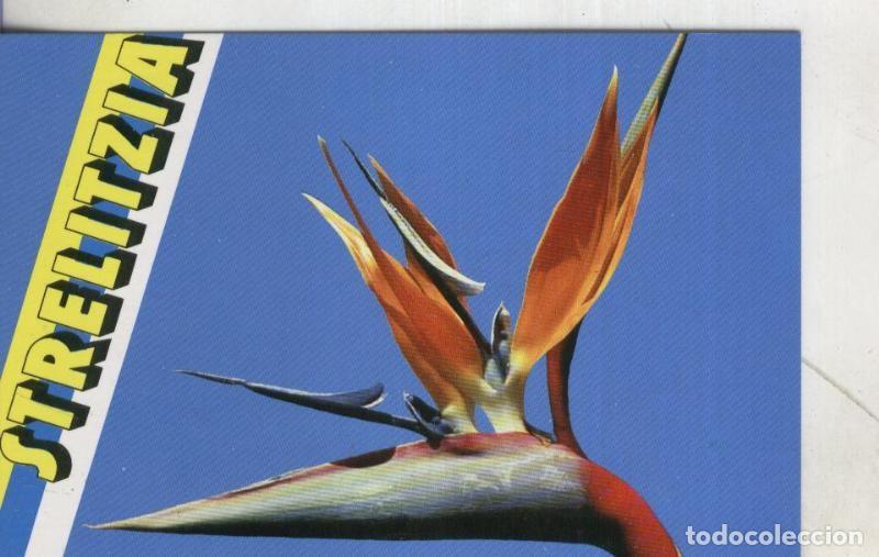 Postais: Postal 3970 : Tenerife: Flor de Strelitzia - Varios