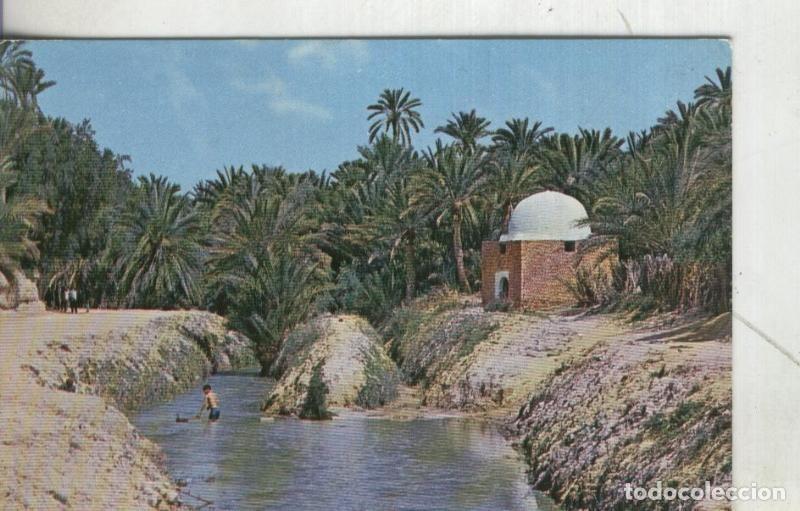 Postkarten: Postal 4106 : Tozeur: Oasis - Varios